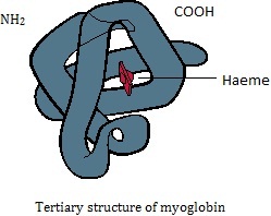 tertiary structure of myoglobin